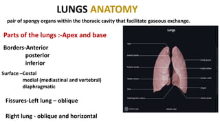 LUNGS ANATOMY
pair of spongy organs within the thoracic cavity that facilitate gaseous exchange.
Parts of the lungs :-Apex and base
Borders-Anterior
posterior
inferior
Surface –Costal
medial (mediastinal and vertebral)
diaphragmatic
Fissures-Left lung – oblique
Right lung - oblique and horizontal
 