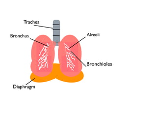 Trachea

Bronchus       Alveoli




               Bronchioles



 Diaphragm
 