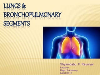 LUNGS &
BRONCHOPULMONARY
SEGMENTS
Shyambabu. P. Rauniyar
Lecturer
Dept of Anatomy
04/01/2015
 