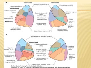 Bronchopulmonary segments: Anatomy and clinical aspects
