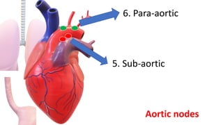 5. Sub-aortic
6. Para-aortic
Aortic nodes
 
