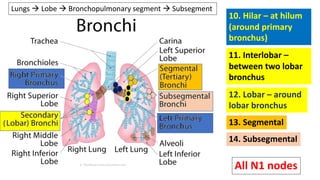 10. Hilar – at hilum
(around primary
bronchus)
14. Subsegmental
13. Segmental
12. Lobar – around
lobar bronchus
11. Interlobar –
between two lobar
bronchus
Lungs → Lobe → Bronchopulmonary segment → Subsegment
All N1 nodes
 