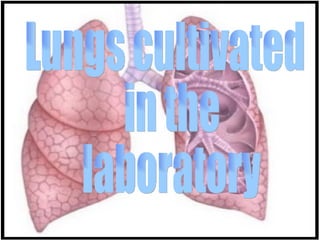 Lungs cultivated in the laboratory 