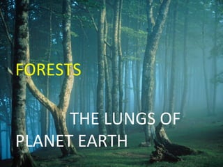FORESTS
THE LUNGS OF
PLANET EARTH
 