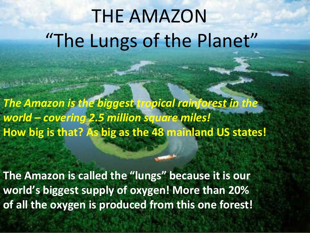Lungs of the earth