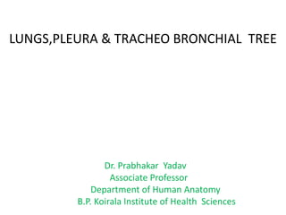 LUNGS,PLEURA & TRACHEO BRONCHIAL TREE
Dr. Prabhakar Yadav
Associate Professor
Department of Human Anatomy
B.P. Koirala Institute of Health Sciences
 