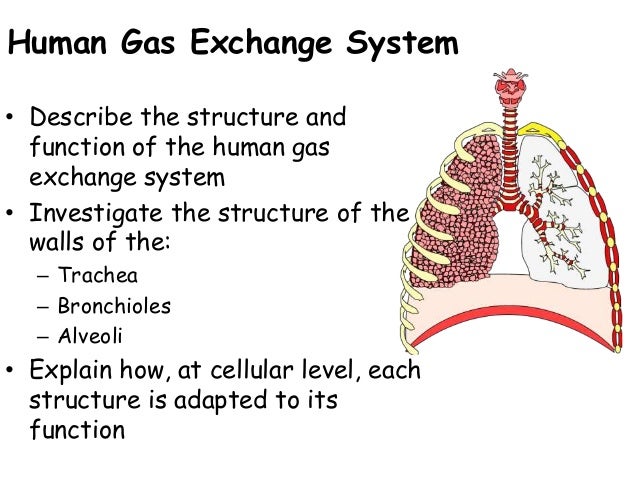 Lung structure function_and_cellular_function