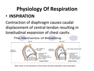 Physiology Of Respiration
• INSPIRATION
Contraction of diaphragm causes caudal
displacement of central tendon resulting in
longitudinal expansion of chest cavity.
 
