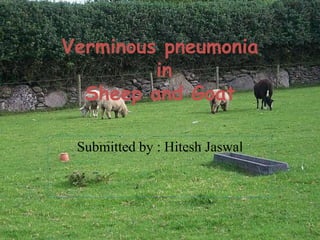 Verminous pneumonia
in
Sheep and Goat
Submitted by : Hitesh Jaswal
 
