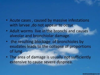 • Acute cases , caused by massive infestations
with larvae ,do not appear to occur
• Adult worms live in the bronchi and causes
alveolar and bronchiolar damage.
• the resulting blockage of bronchioles by
exudates leads to the collapse of proportions
of lung
• The area of damage is usually not sufficiently
extensive to cause severe dyspnea.
 