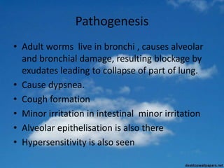 Pathogenesis
• Adult worms live in bronchi , causes alveolar
and bronchial damage, resulting blockage by
exudates leading to collapse of part of lung.
• Cause dypsnea.
• Cough formation
• Minor irritation in intestinal minor irritation
• Alveolar epithelisation is also there
• Hypersensitivity is also seen
 