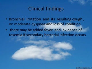 Clinical findings
• Bronchial irritation and its resulting cough ,
on moderate dyspnea and loss of condition
• there may be added fever and evidence of
toxemia if secondary bacterial infection occurs
 