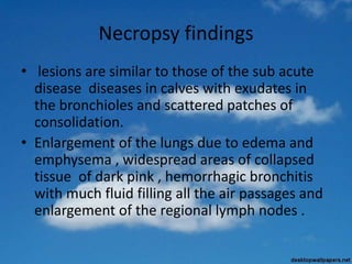 Necropsy findings
• lesions are similar to those of the sub acute
disease diseases in calves with exudates in
the bronchioles and scattered patches of
consolidation.
• Enlargement of the lungs due to edema and
emphysema , widespread areas of collapsed
tissue of dark pink , hemorrhagic bronchitis
with much fluid filling all the air passages and
enlargement of the regional lymph nodes .
 