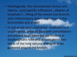• Histologically the characteristic lesions are
edema , eosinophillic infiltration , dilation of
lymphatic's , filling of the alveoli and bronchi
with inflammatory debris and larvae in the
bronchioles and alveoli
• In sub acute cases interstitial emphysema is
usually gross, areas of dark pink consolidation
are present in all lobes but particularly in
diaphragmatic lobe and occupy about two
thirds of the lung volume and tend to be
gathered around the bronchi
 