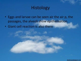 Histology
• Eggs and larvae can be seen air the air p, the
passages, the alveoli show epithelisation.
• Giant cell reaction is also there
 