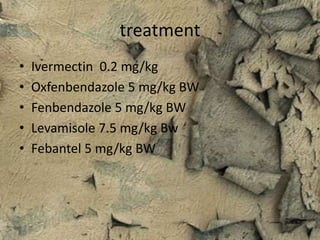 treatment
• Ivermectin 0.2 mg/kg
• Oxfenbendazole 5 mg/kg BW
• Fenbendazole 5 mg/kg BW
• Levamisole 7.5 mg/kg Bw
• Febantel 5 mg/kg BW
 