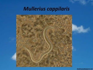Mullerius cappilaris
 
