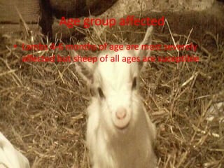 Age group affected
• Lambs 4-6 months of age are most severely
affected but sheep of all ages are suceptible
 