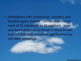 • Infestations with cystocaulus ocreatus and
Neostrongylus linearis , the latter similar in
most of its characters to M.capillaris , have
also been observed in sheep in Great Britain
and Iran but their economic significance has
not been identified.
 