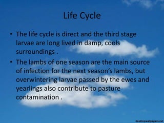 Life Cycle
• The life cycle is direct and the third stage
larvae are long lived in damp, cools
surroundings .
• The lambs of one season are the main source
of infection for the next season’s lambs, but
overwintering larvae passed by the ewes and
yearlings also contribute to pasture
contamination .
 