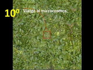 10

0

Viatge al microcosmos.

 