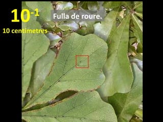 10

-1

10 centímetres

Fulla de roure.

 