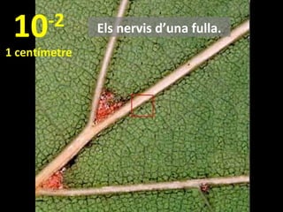 10

-2

1 centímetre

Els nervis d’una fulla.

 