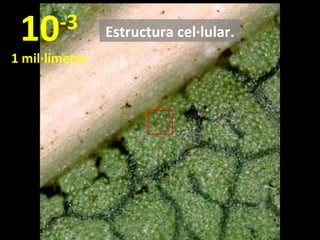 10

-3

1 mil·límetre

Estructura cel·lular.

 