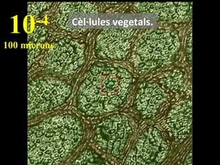 10

-4

100 microns

Cèl·lules vegetals.

 