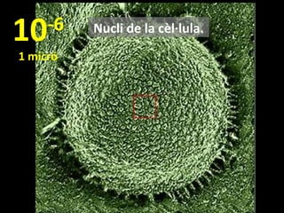 10

-6

1 micró

Nucli de la cèl·lula.

 