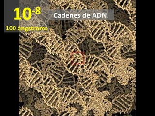 10

-8

100 àngstroms

Cadenes de ADN.

 
