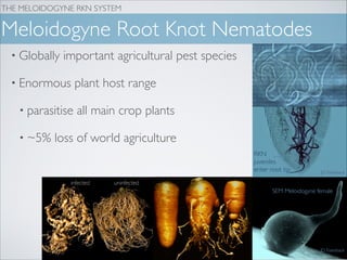 The complex hybrid origins of the Root Knot Nematodes | PDF