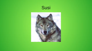Susi
 