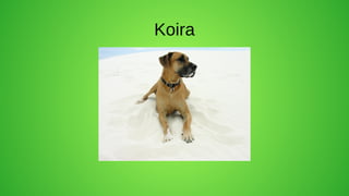 Koira
 
