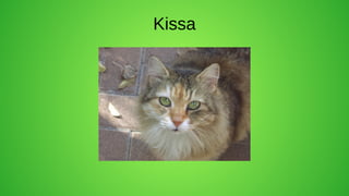 Kissa
 