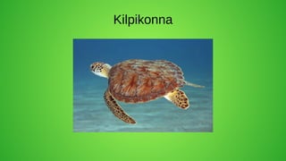 Kilpikonna
 