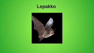 Lepakko
 