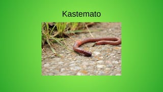 Kastemato
 
