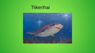 Tiikerihai
 