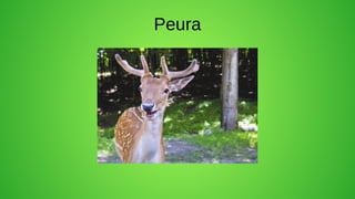 Peura
 