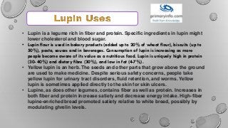 • Lupin is a legume rich in fiber and protein. Specific ingredients in lupin might
lower cholesterol and blood sugar.
• Lupin flour is used in bakery products (added up to 20% of wheat flour), biscuits (up to
50%), pasta, sauces and in beverages. Consumption of lupin is increasing as more
people become aware of its value as a nutritious food. Lupin is uniquely high in protein
(30- 40%) and dietary fibre (30%), and low in fat (4-7%).
• Yellow lupin is an herb. The seeds and other parts that grow above the ground
are used to make medicine. Despite serious safety concerns, people take
yellow lupin for urinary tract disorders, fluid retention, and worms. Yellow
lupin is sometimes applied directly to the skin for skin ulcers.
• Lupine, as does other legumes, contains fiber as well as protein. Increases in
both fiber and protein increase satiety and decrease energy intake. High-fiber
lupine-enriched bread promoted satiety relative to white bread, possibly by
modulating ghrelin levels.
 
