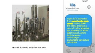 INVENTORY
BY DAY
Extracting high-quality protein from lupin seeds
Lupin oil is extracted
from sweet white lupin
seeds. Low in lipids,
the seeds produce a
rare oil. helps stimulate
the economy of South
West France, where
lupin is grown
according to
sustainable agriculture
principles.
 