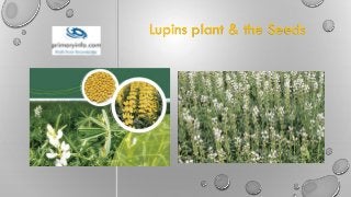 Lupins plant & the Seeds
 