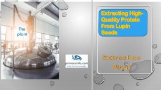 The
plant
Extracting High-
Quality Protein
From Lupin
Seeds
 