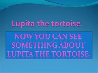 Lupita the tortoise