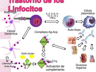 Célula
Dendrítica
Auto-Ags
LT LB
Célula
plasmática
Auto-Acps
Diversos
órganos
Complejos Ag-Acp
Célula
+
Activación de
complemento
C1q
Célula
CélulaLiberación de
Auto-Ags
IL-2, IL-6, IL-
10, IL-12 y
TNFα
Daño tisular
 