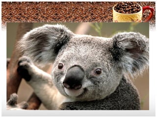 Lupus anticoagulants