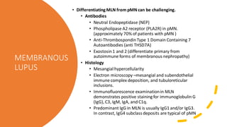 MEMBRANOUS
LUPUS
• Differentiating MLN from pMN can be challenging.
• Antibodies
• Neutral Endopeptidase (NEP)
• Phospholipase A2 receptor (PLA2R) in pMN.
(approximately 70% of patients with pMN )
• Anti-ThrombospondinType 1 Domain Containing 7
Autoantibodies (anti THSD7A)
• Exostosin1 and 2 (differentiate primary from
autoimmune forms of membranous nephropathy)
• Histology
• Mesangial hypercellularity
• Electron microscopy –mesangial and subendothelial
immune complex deposition, and tubuloreticular
inclusions.
• Immunofluorescence examinationin MLN
demonstrates positive staining for immunoglobulin G
(IgG), C3, IgM, IgA, and C1q.
• Predominant IgG in MLN is usually IgG1 and/or IgG3.
In contrast, IgG4 subclass deposits are typical of pMN
 