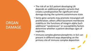 ORGAN
DAMAGE
• The risk of an SLE patient developing LN
depends on additional genetic variants that
create a predisposition for significant renal
damage during the systemicautoimmune state
• Some gene variants may promote mesangial cell
proliferation; others affect basement membrane
stabilityor the functions of integrin-alpha Such
additional “weaknesses” or susceptibility factors
determine whether a patient develops signs of
nephritis.
• Immune complex glomerulonephritis in SLE can
present in different ways depending on the
primary site of immune complex deposition
 