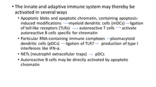 • The innate and adaptive immune system may thereby be
activated in several ways
• Apoptotic blebs and apoptotic chromatin, containing apoptosis-
induced modifications myeloid dendritic cells (mDCs) ligation
of toll-like receptors (TLRs) autoreactive T cells activate
autoreactive B cells specific for chromatin
• Particular RNA-containing immune complexes plasmacytoid
dendritic cells (pDCs) ligation of TLR7 production of type I
interferons like IFN-α.
• NETs (neutrophil extracellular traps) pDCs
• Autoreactive B cells may be directly activated by apoptotic
chromatin
 